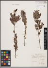 Foto von Salix aurita L. x Salix myrtilloides L.